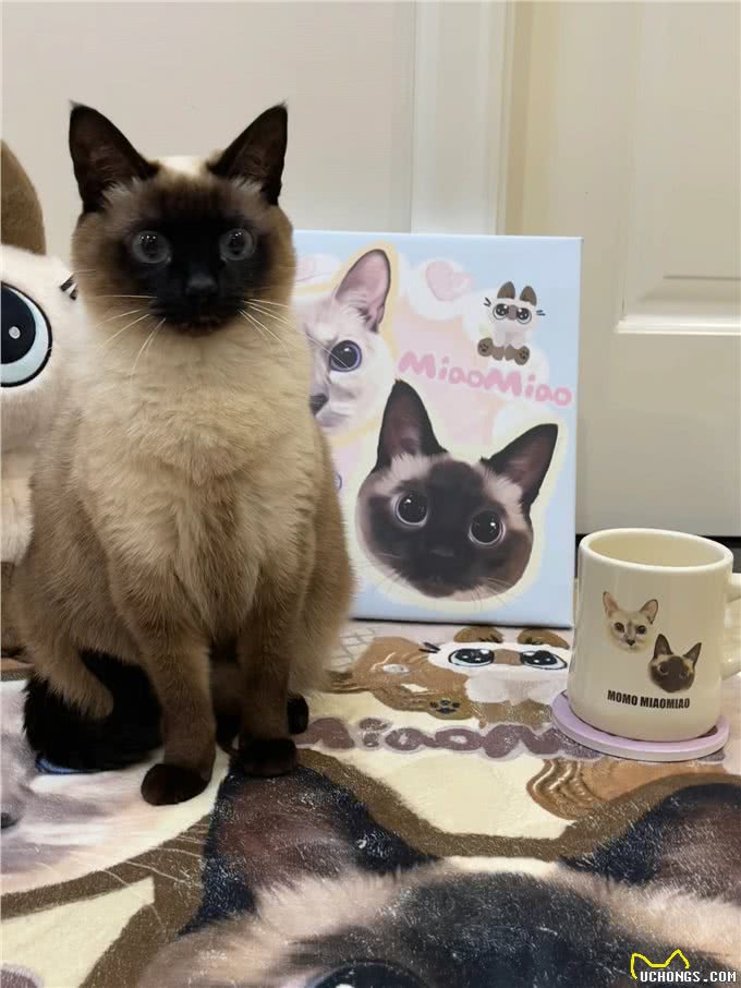 适合女生养的猫—暹罗猫