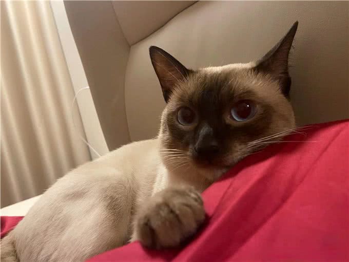适合女生养的猫—暹罗猫