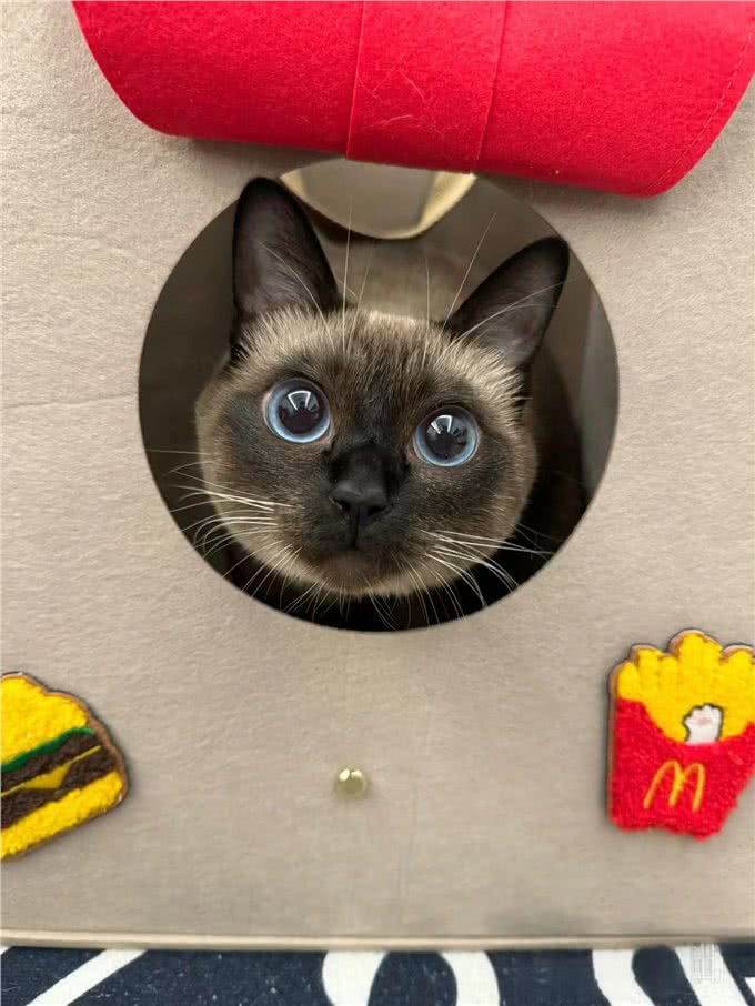 适合女生养的猫—暹罗猫