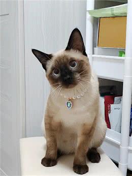 适合女生养的猫—暹罗猫