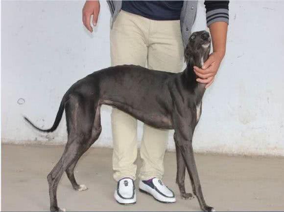 关于赛道犬的饲养和调节