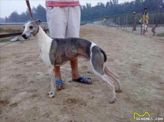 关于赛道犬的饲养和调节
