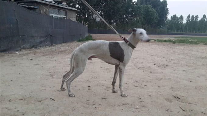 关于赛道犬的饲养和调节