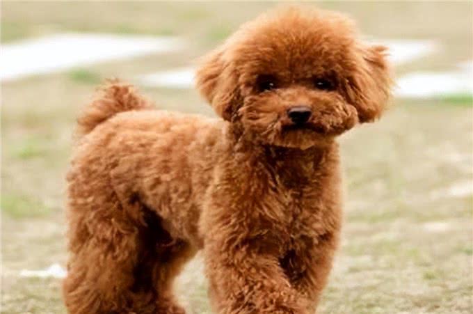 泰迪属于哪个犬种?