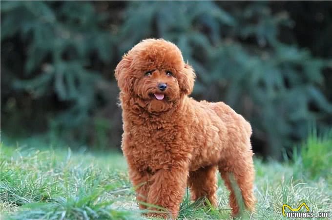 泰迪属于哪个犬种?