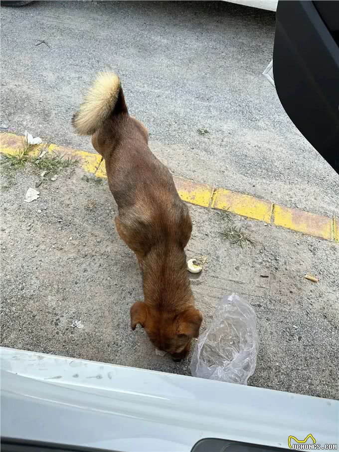 狗狗子宫蓄脓一定要找对方法，能帮一个是一个!