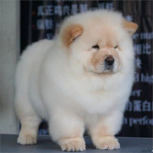 中国本土的十种犬种，认识三分之一的算我输