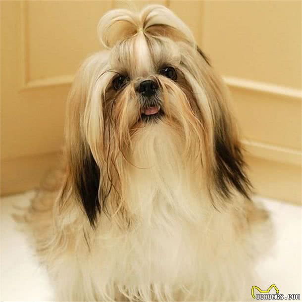 中国本土的十种犬种，认识三分之一的算我输