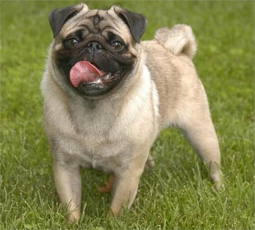 中国本土的十种犬种，认识三分之一的算我输
