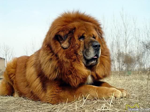 中国本土的十种犬种，认识三分之一的算我输