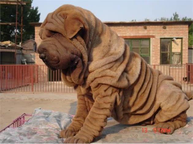 中国本土的十种犬种，认识三分之一的算我输