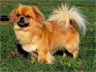中国本土的十种犬种，认识三分之一的算我输