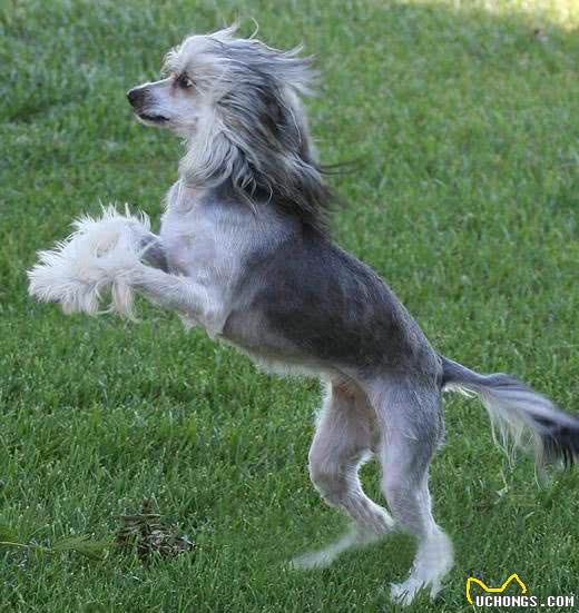 中国本土的十种犬种，认识三分之一的算我输