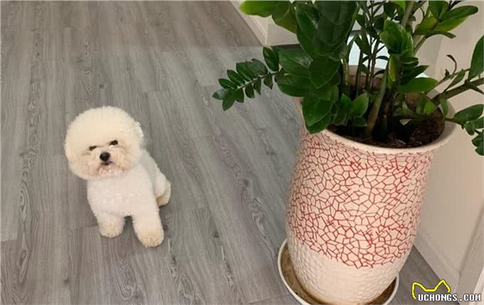 比熊这5个肢体语言，是在暗示你，它很爱你