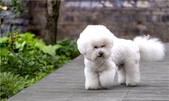 比熊这5个肢体语言，是在暗示你，它很爱你