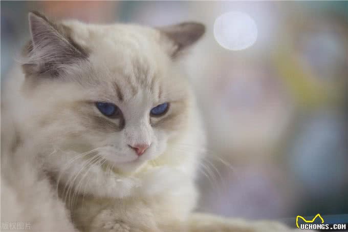 布偶猫，温柔的陷阱?揭秘为何它们被称为难养之王!