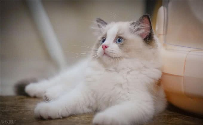 布偶猫，温柔的陷阱?揭秘为何它们被称为难养之王!