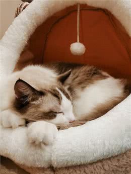 布偶猫，温柔的陷阱?揭秘为何它们被称为难养之王!