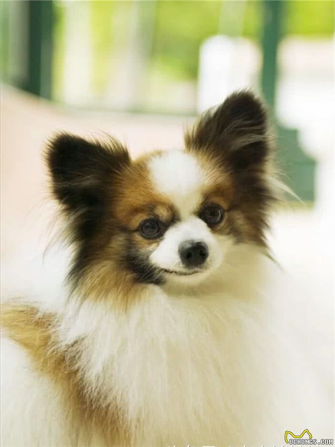 狗狗发烧了怎么办