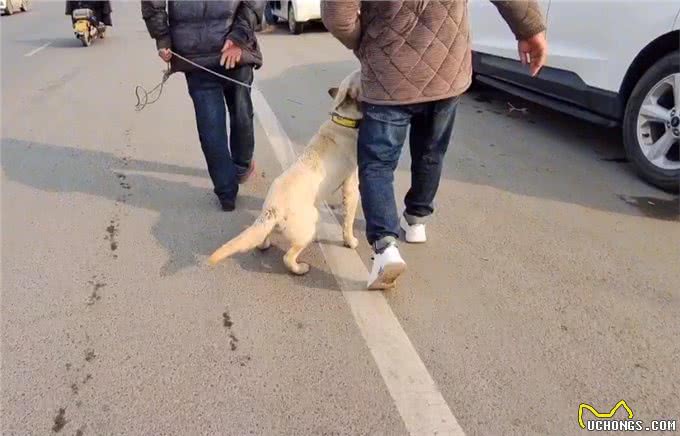 河南:620块,拉布拉多开心跟狗贩走,狗主:非熟人这价不会给你