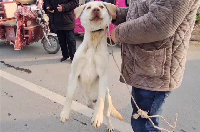 河南:620块,拉布拉多开心跟狗贩走,狗主:非熟人这价不会给你