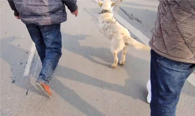 河南:620块,拉布拉多开心跟狗贩走,狗主:非熟人这价不会给你