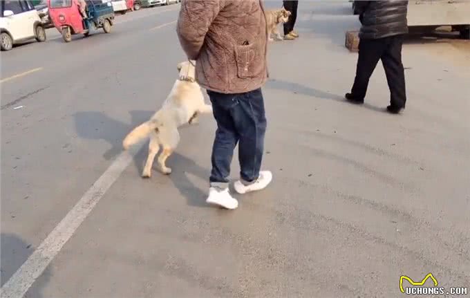 河南:620块,拉布拉多开心跟狗贩走,狗主:非熟人这价不会给你