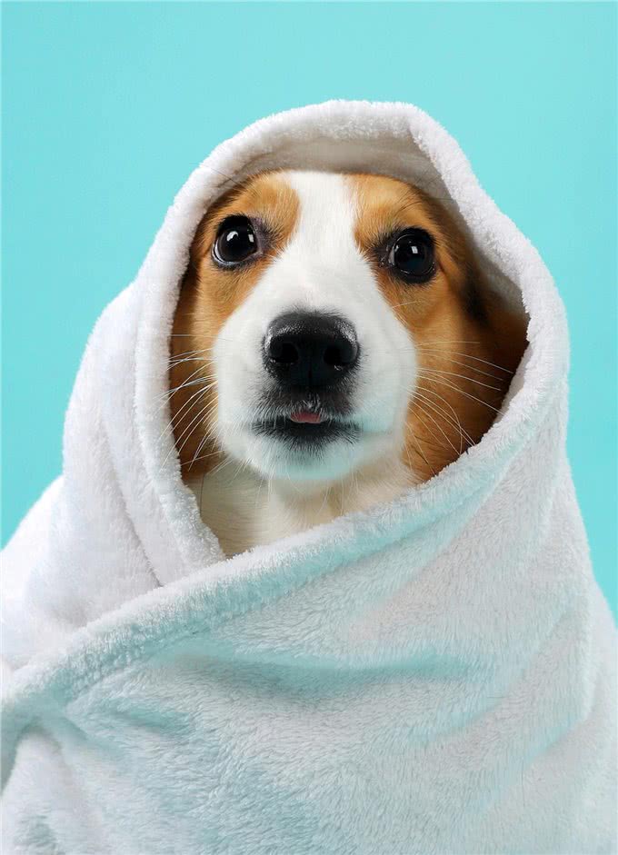 狗狗过冬的暖心小贴士!