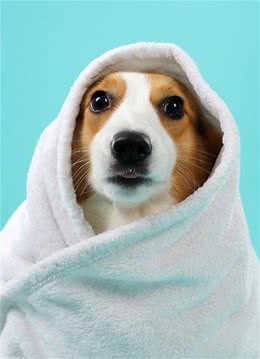 狗狗过冬的暖心小贴士!