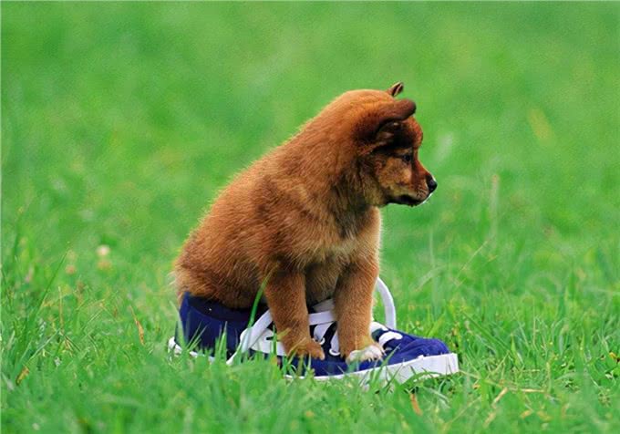 新手养狗:幼犬吃什么犬粮好?刚出生的幼犬喂什么消化快?