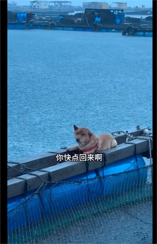每次下暴雨的时候，狗狗都趴在外面默默淋着雨!狗：爱而不得好痛