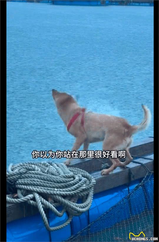 每次下暴雨的时候，狗狗都趴在外面默默淋着雨!狗：爱而不得好痛