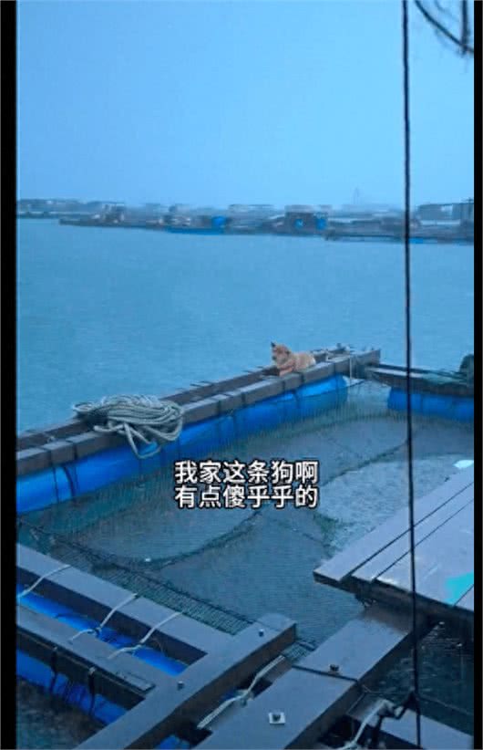 每次下暴雨的时候，狗狗都趴在外面默默淋着雨!狗：爱而不得好痛