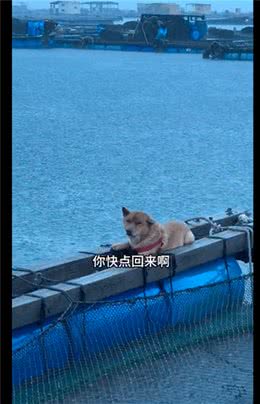 每次下暴雨的时候，狗狗都趴在外面默默淋着雨!狗：爱而不得好痛