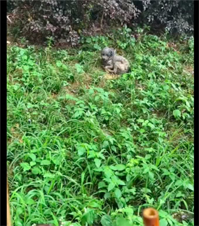 老年狗被遗弃在野外，下大雨也不躲，无奈和绝望让它不再求生了!