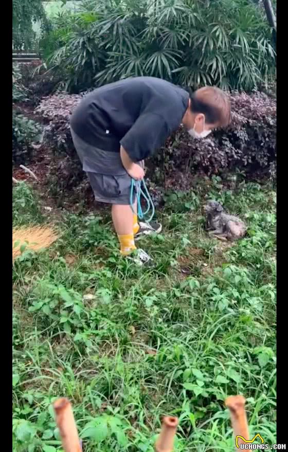 老年狗被遗弃在野外，下大雨也不躲，无奈和绝望让它不再求生了!