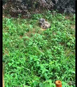 老年狗被遗弃在野外，下大雨也不躲，无奈和绝望让它不再求生了!
