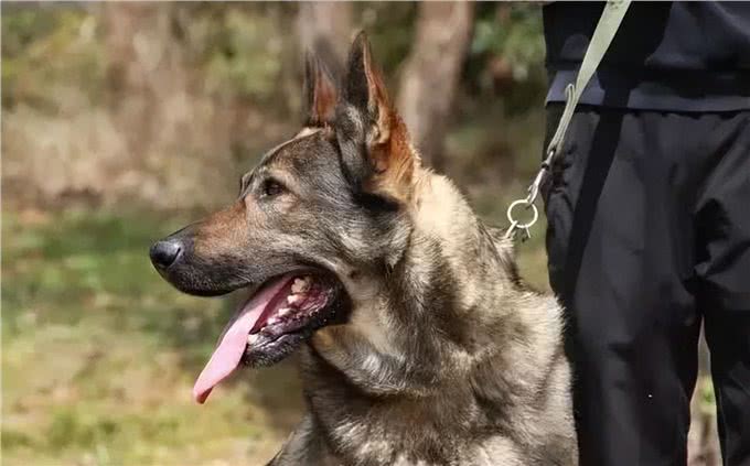 告诉你一个秘密，养狗，最好养昆明犬
