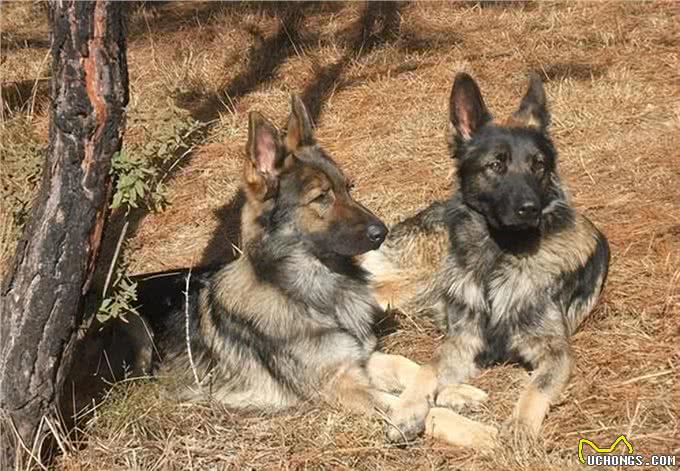 告诉你一个秘密，养狗，最好养昆明犬
