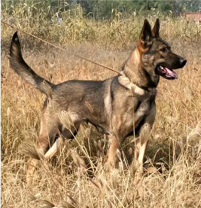 告诉你一个秘密，养狗，最好养昆明犬