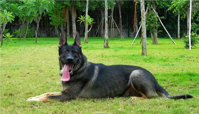 告诉你一个秘密，养狗，最好养昆明犬