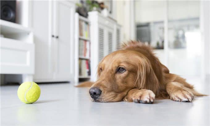 金毛犬人见人爱，这5个缺点让你三思，最后一个缺点表示一定养
