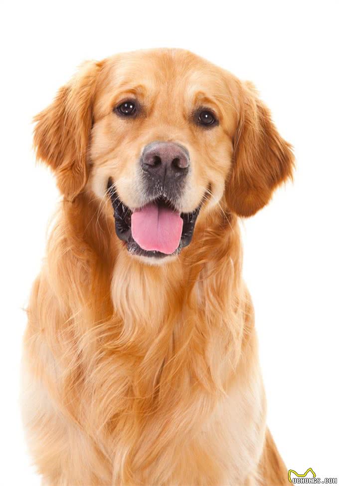 金毛犬人见人爱，这5个缺点让你三思，最后一个缺点表示一定养