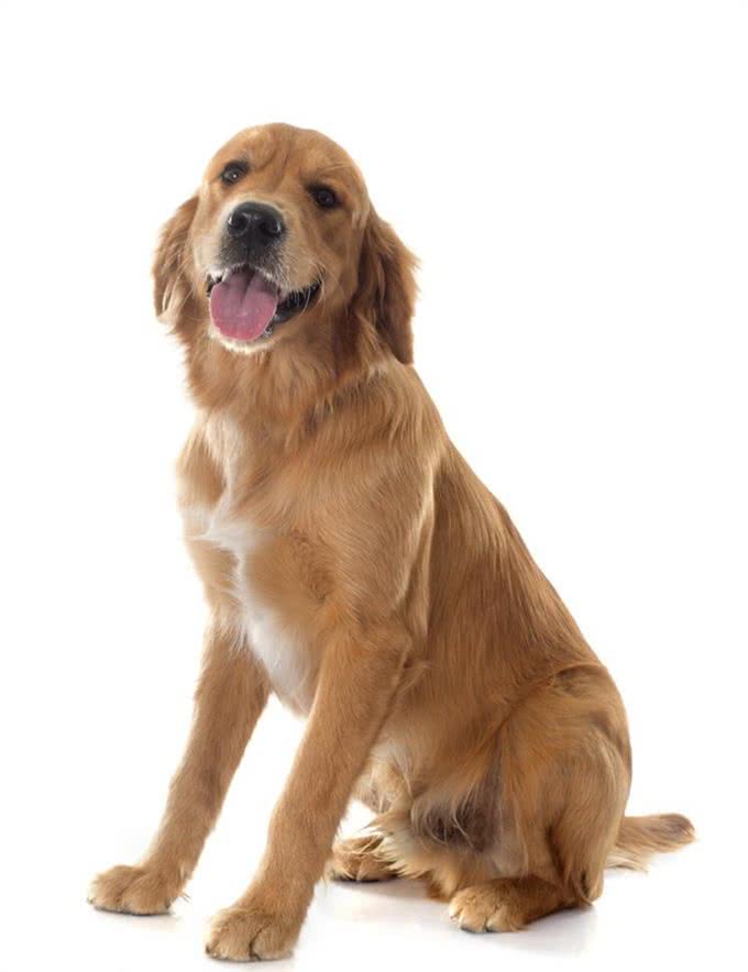 金毛犬人见人爱，这5个缺点让你三思，最后一个缺点表示一定养