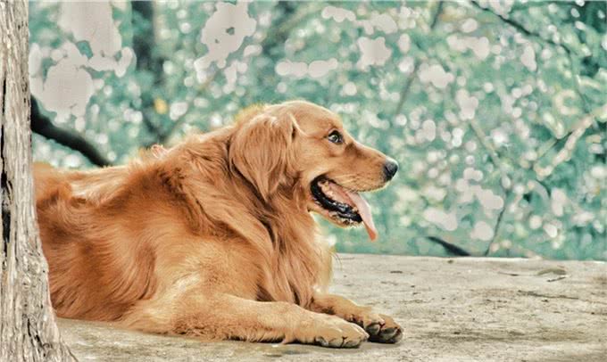 金毛犬人见人爱，这5个缺点让你三思，最后一个缺点表示一定养