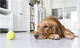金毛犬人见人爱，这5个缺点让你三思，最后一个缺点表示一定养