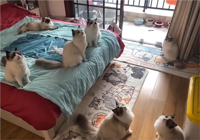 牛啊!他家养了70只布偶猫,全都叫咪咪?