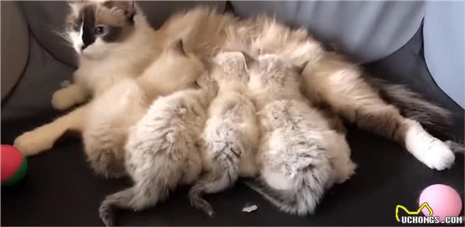 牛啊!他家养了70只布偶猫,全都叫咪咪?