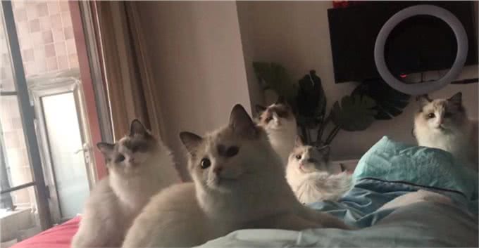 牛啊!他家养了70只布偶猫,全都叫咪咪?