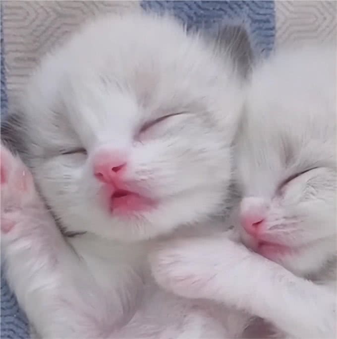 牛啊!他家养了70只布偶猫,全都叫咪咪?